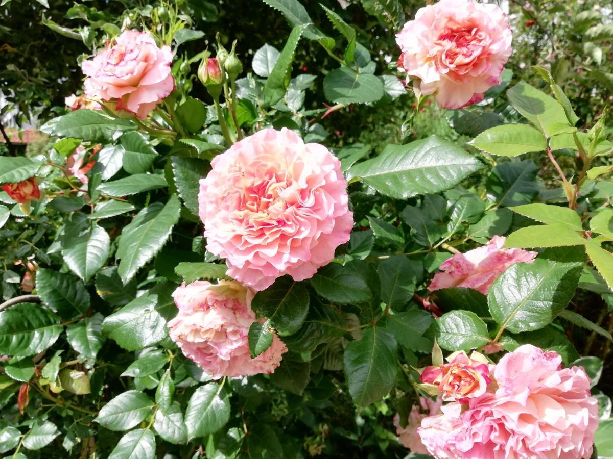 Rosenliebe *