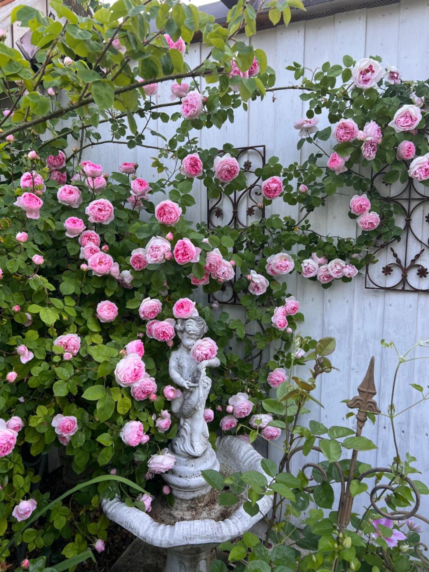 Rosenliebe Bed & Breakfast Niedereschach